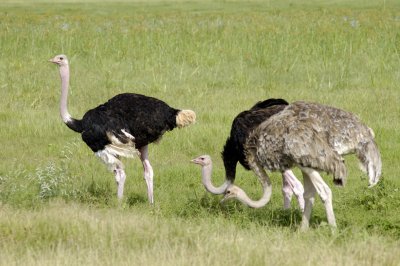 Two males, and one female ostrich