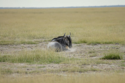 Lazy wildebeest