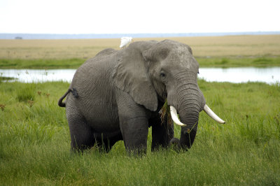 Elephant with an oxpecker
