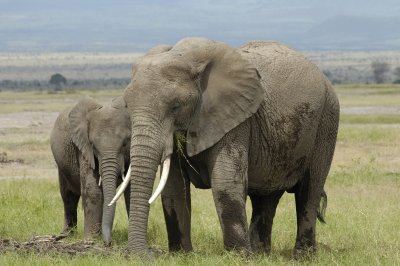 Elephants in Amboseli are very photogenic
