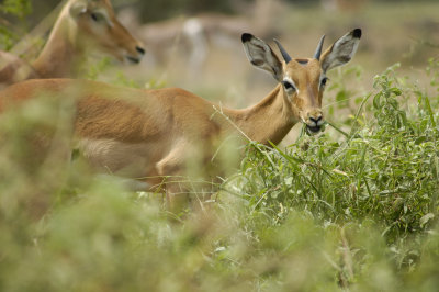 A herd of impala were nearby