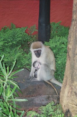 Vervet monkey & baby at Amboseli Serena Lodge