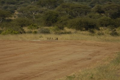 Bat-eared fox on runway