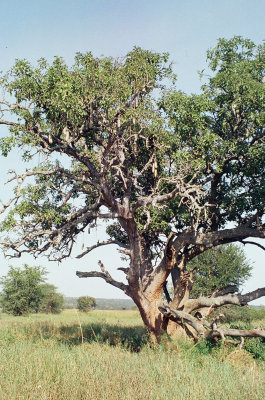 Sausage tree