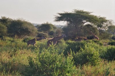 Maasai giraffe