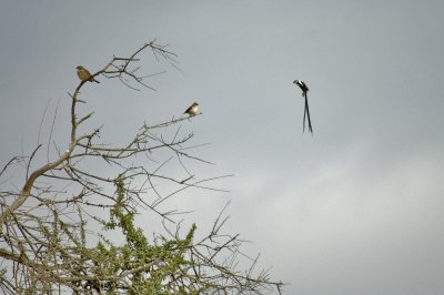 Pintail whydah - after mating this guy's tail will fall off (no kidding!)