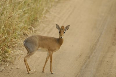Dik-Dik