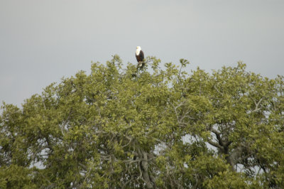 African fish eagle