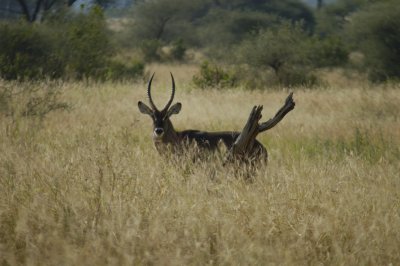 Defassa waterbuck