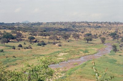 An almost dry Tarangire River