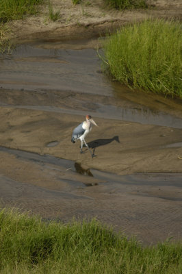 Maribu stork