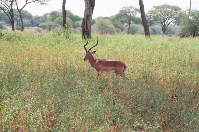 Impala, male