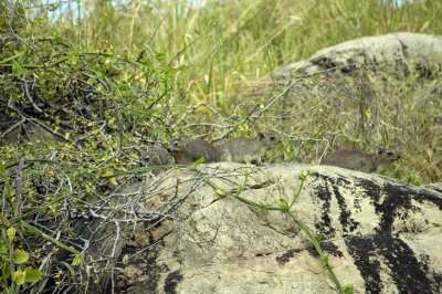 Rock hyrax, closest relative to the elephant