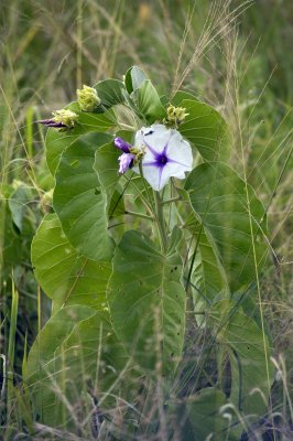 Impea plant along the road
