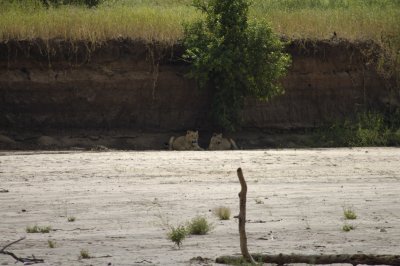 Lions 'lyin around'