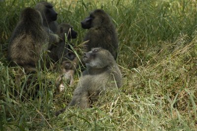 Baboon coffee clatch
