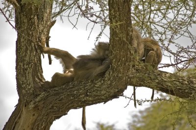 A baboon just relaxing