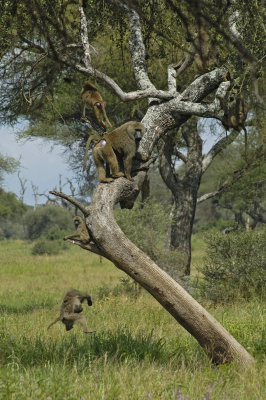 Oops, too crowded up there!