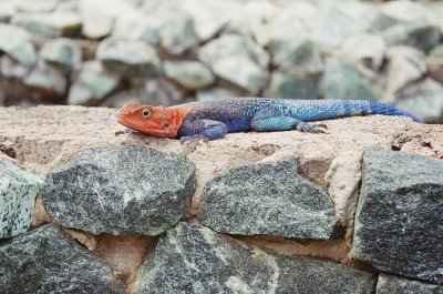 Red headed agama lizard
