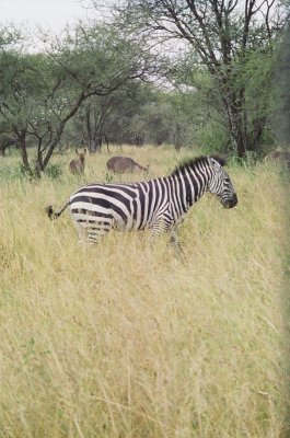 Zebra
