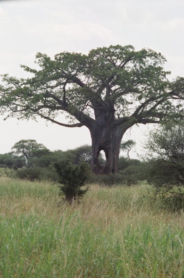 Large baobob tree with a hole in it - Leaving Tarangire National Park