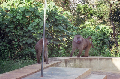 Baboons at the Ngorongoro Conservation Area entrance gate (Loduare Gate)