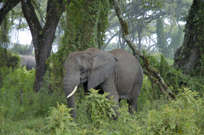 A family of elephants lives along the desent road