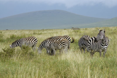 Lots of animals everywhere! These are plains zebra