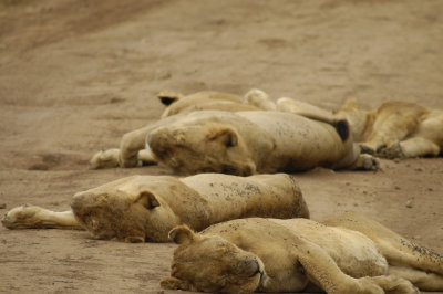 Lions on the crater floor road