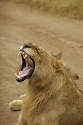 Open wide!
