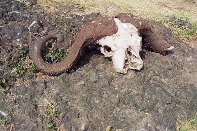 An ex cape buffalo