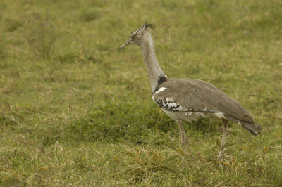 Kori bustard (just LOVE that name!)