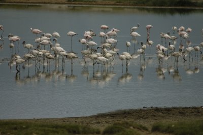 Flamingos