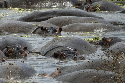 See all those bubbles in the water?