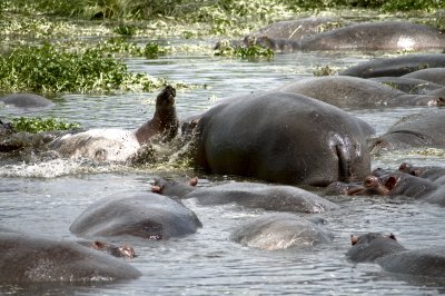 Hippos are fun to watch as they roll around in the water