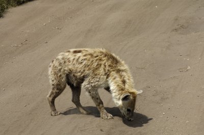 He looked at us, got up, and sniffed out the area in front of our truck