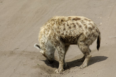 Then, proceeded to mark his territory (he peed in the hole he dug)