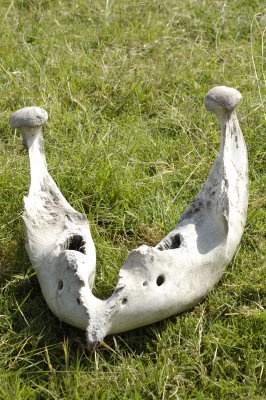The Cape buffalo that didn't make it