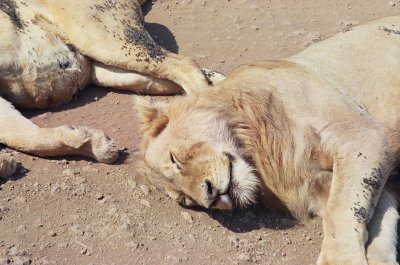 Beautiful lions -- Ugly flies