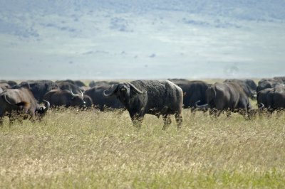 It's my herd
