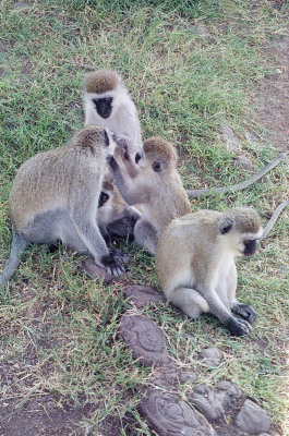 Doing what monkeys do best
