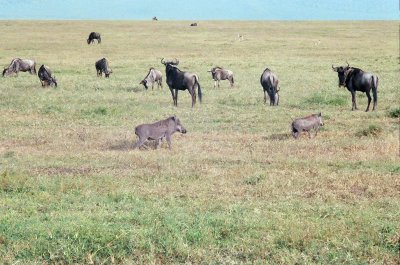 Warthogs and Wildebeest