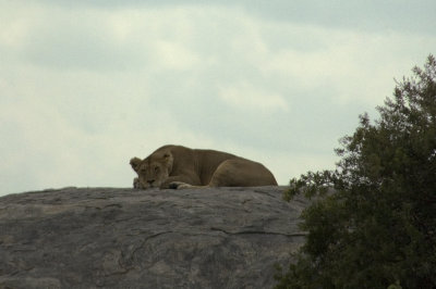 Siesta time