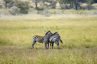 Common zebra in the scouting position