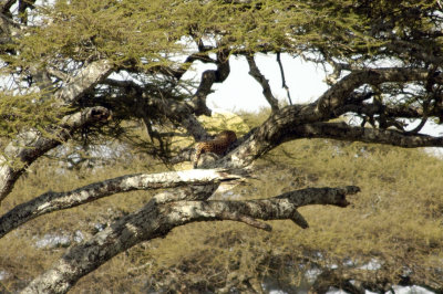 Look!  It's a leopard!