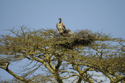 White back Vulture