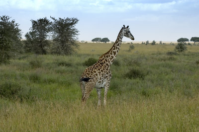 Maasai Giraffe