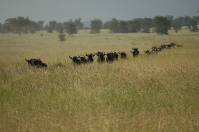 Widebeest migration