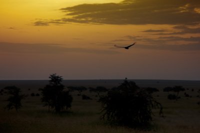 Eagle - moments before sunrise