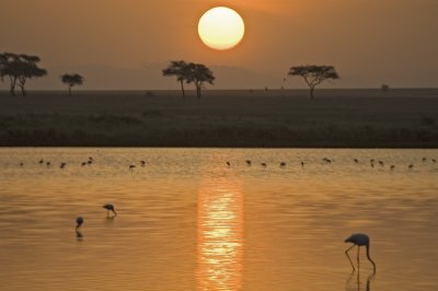 Serengeti sunrise - my favorite picture of all!